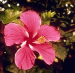 Imagini cu flori - floare roz