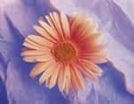 Imagini cu flori - floare pe fond mov
