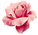 Imagini cu flori - trandafir roz