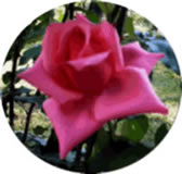 clipart-uri cu flori 25
