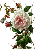clipart-uri cu flori 26