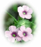 clipart-uri cu flori 27