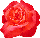 clipart-uri cu flori 29