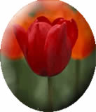 clipart-uri cu flori 30