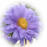 clipart-uri cu flori 31