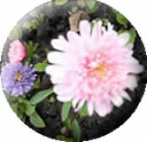 clipart-uri cu flori 32