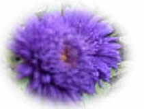 clipart-uri cu flori 33