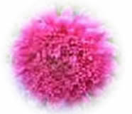 clipart-uri cu flori 34