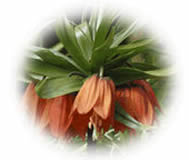clipart-uri cu flori 38