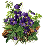 clipart-uri cu flori 45