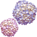 clipart-uri cu flori 47