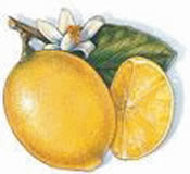 clipart-uri cu fructe 26