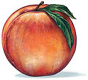 clipart-uri cu fructe 30