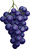clipart-uri cu fructe 31