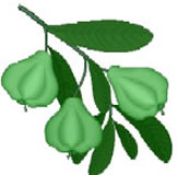 clipart-uri cu fructe 35